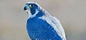 blue falcon definition